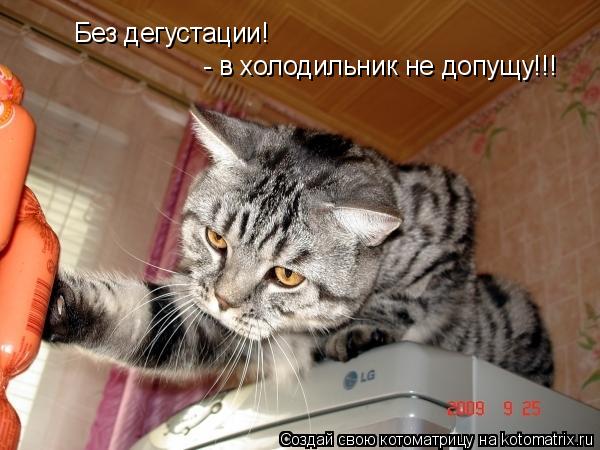 Котоматрица: Без дегустации! - в холодильник не допущу!!!