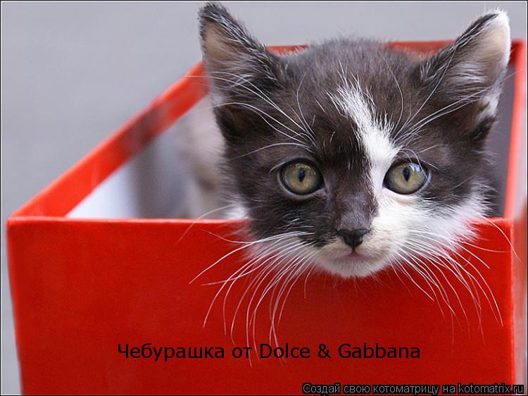 Котоматрица: Чебурашка от Dolce & Gabbana