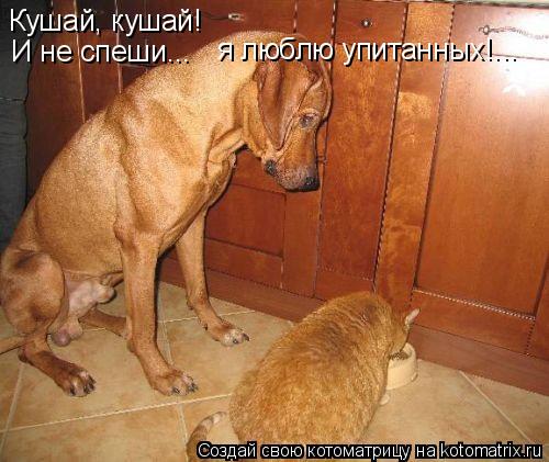 Котоматрица: Кушай, кушай! И не спеши... я люблю упитанных!...