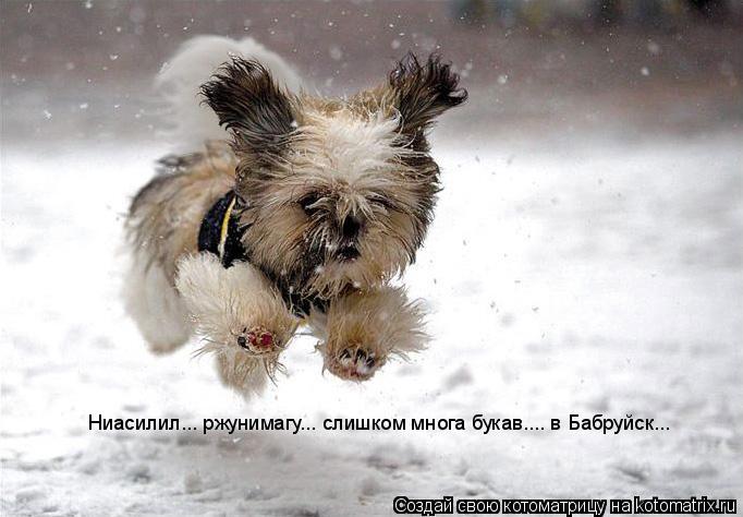 Котоматрица: Ниасилил... ржунимагу... слишком многа букав.... в Бaбруйск...