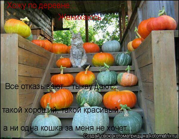 Котоматрица: Хожу по деревне... Женихаюсь... Все отказывают... тыкву дают...  такой хороший, такой красивый.. а ни одна кошка за меня не хочет...