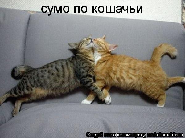 Котоматрица: сумо по кошачьи