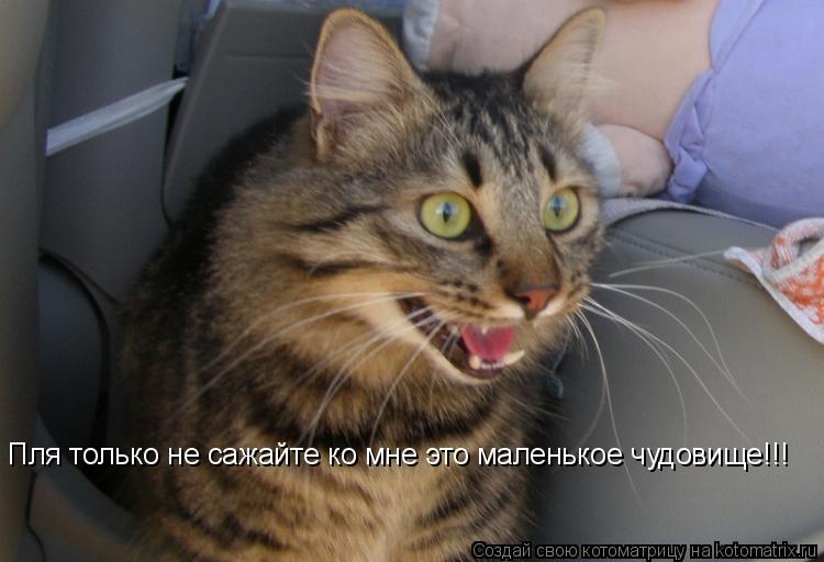 Котоматрица: Пля только не сажайте ко мне это маленькое чудовище!!!