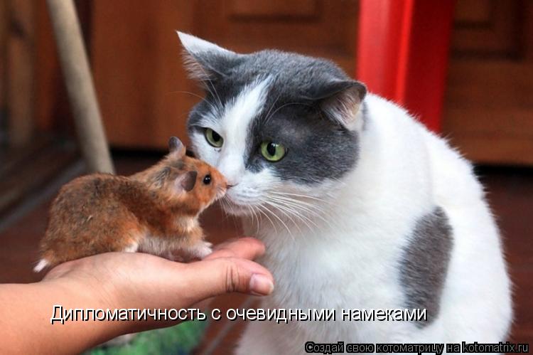 Котоматрица: Дипломатичность с очевидными намеками