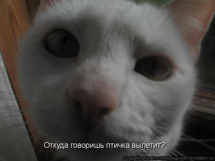 Котоматрица: Откуда говоришь птичка вылетит?