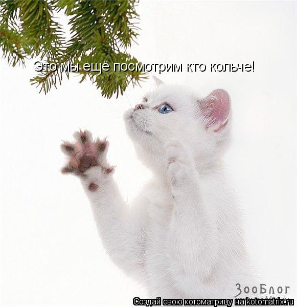 Котоматрица: Это мы ещё посмотрим кто кольче!