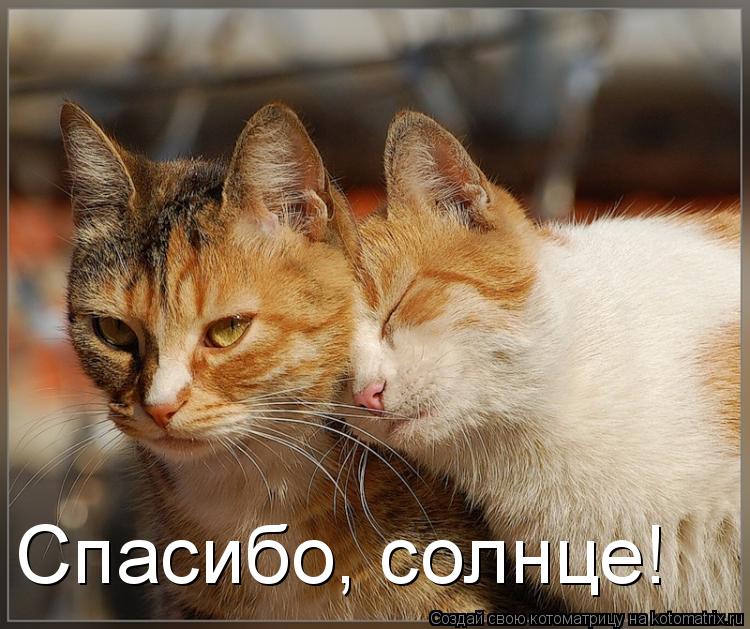 Котоматрица: Спасибо, солнце!