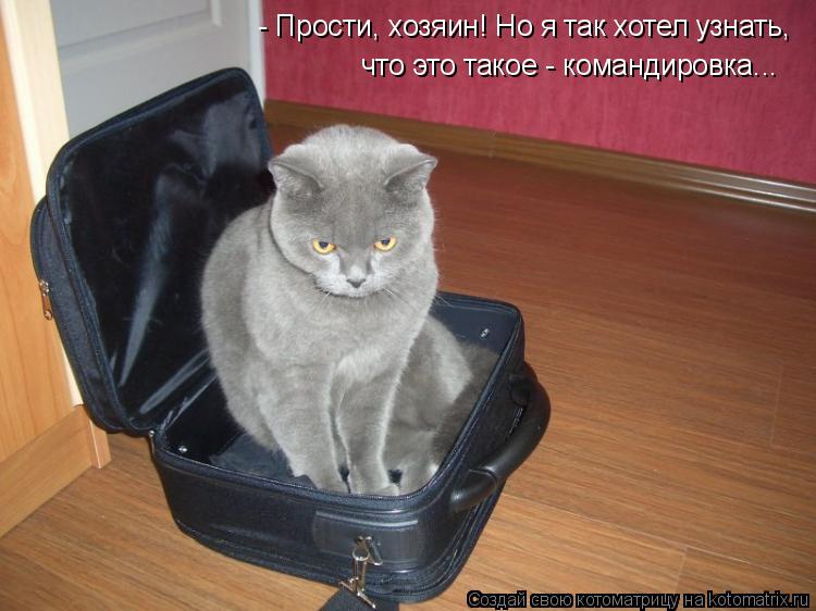 Котоматрица: - Прости, хозяин! Но я так хотел узнать,  что это такое - командировка...