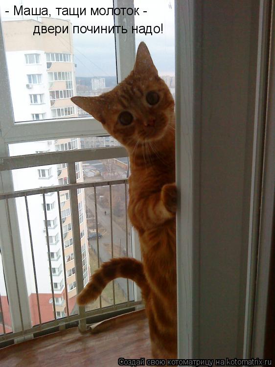 Котоматрица: - Маша, тащи молоток - двери починить надо!