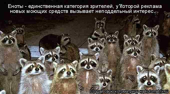 новых моющих средств вызывает неподдельный интерес. Еноты - единственная категория зрителей, у которо... Котоматрица: новых моющих средств вызывает неподдельный интерес. Еноты - единственная категория зрителей, у которой реклама