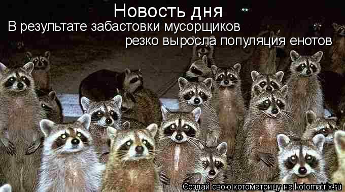 Котоматрица: резко выросла популяция енотов В результате забастовки мусорщиков  Новость дня
