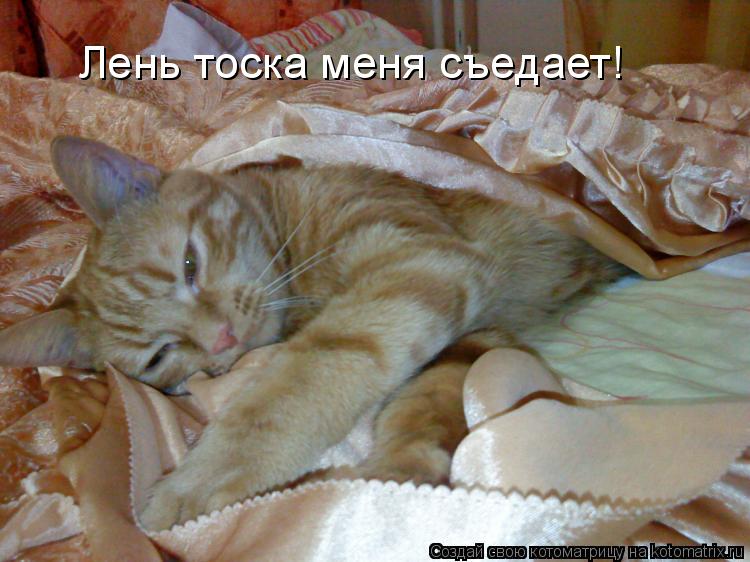Котоматрица: Лень тоска меня съедает!