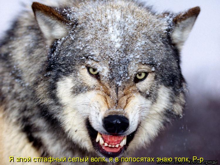 Котоматрица: Я злой стлафный селый волк, я в полосятах знаю толк, Р-р