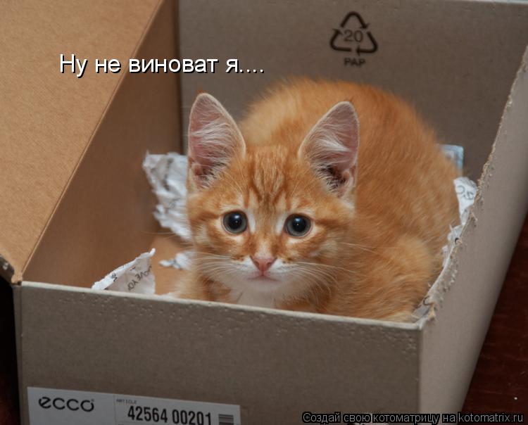 Котоматрица: Ну не виноват я....