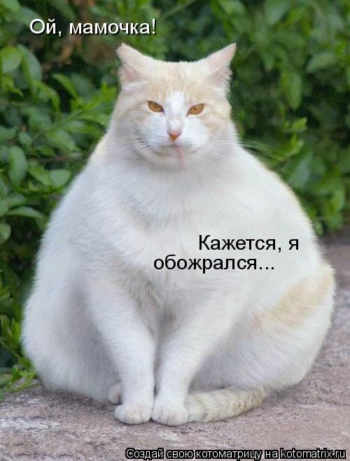 Котоматрица: Ой, мамочка! Кажется, я обожрался...