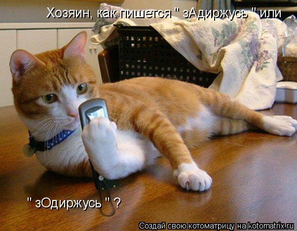 Котоматрица: Хозяин, как пишется " зАдиржусь " или " зОдиржусь " ?