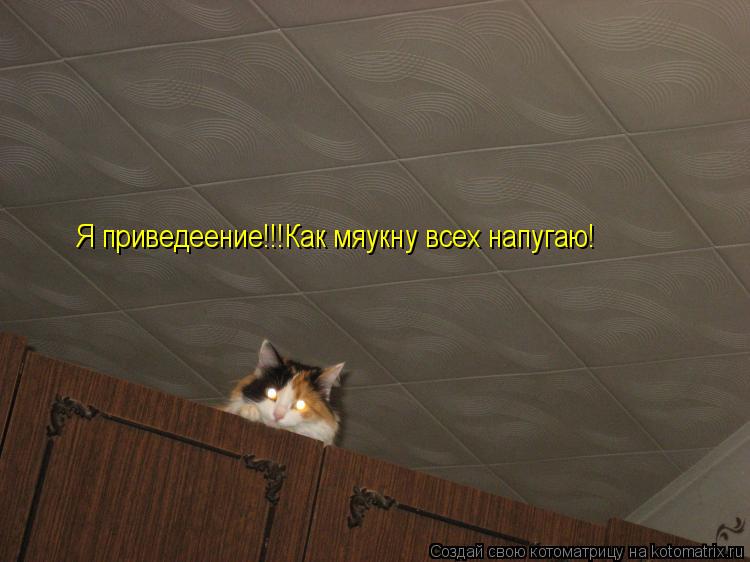 Котоматрица: Я приведеение!!!Как мяукну всех напугаю!