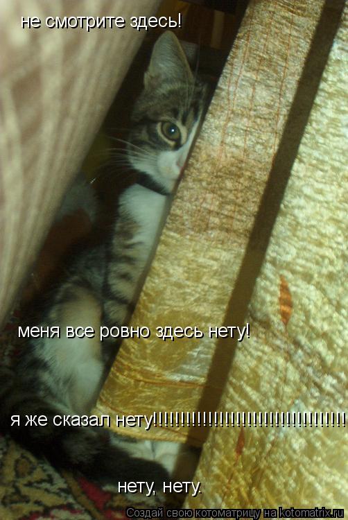 Котоматрица: не смотрите здесь! меня все ровно здесь нету!  я же сказал нету!!!!!!!!!!!!!!!!!!!!!!!!!!!!!!!!!!!!!!!11 нету, нету.