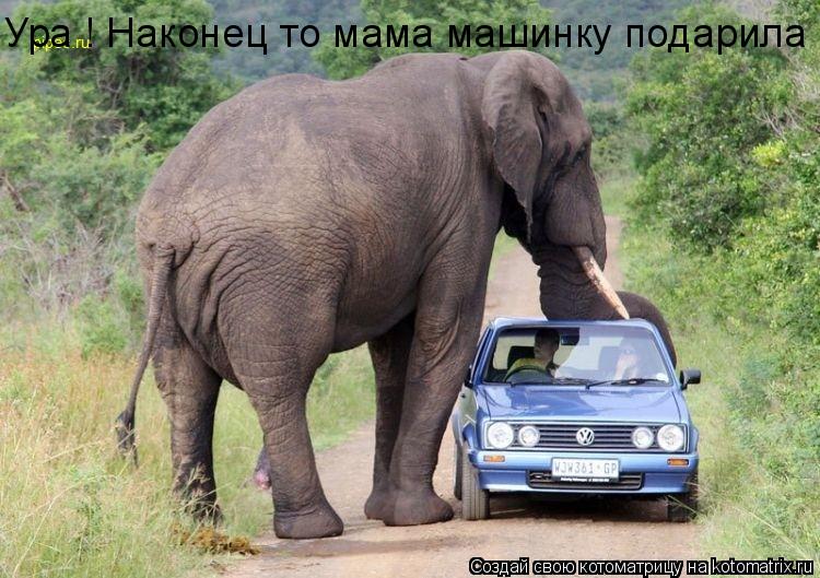 Котоматрица: Ура ! Наконец то мама машинку подарила !