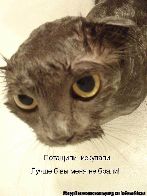 Котоматрица: Потащили, искупали... Лучше б вы меня не брали!