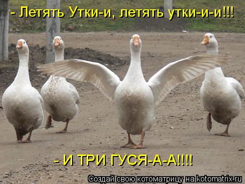 Котоматрица: - Летять Утки-и, летять утки-и-и!!! - И ТРИ ГУСЯ-А-А!!!!
