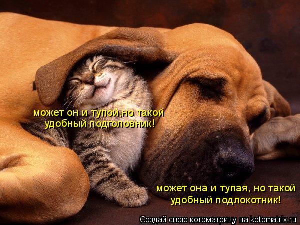 удобный подлокотник! может она и тупая, но такой может он и тупой,но такой удобный подголовник!... Котоматрица: удобный подлокотник! может она и тупая, но такой может он и тупой,но такой удобный подголовник!