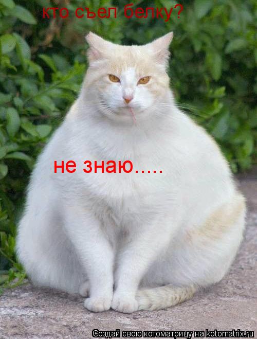 кто съел белку? не знаю........ Котоматрица: кто съел белку? не знаю.....