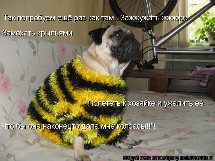 Так попробуем ещё раз как там...Зажжужать жжжжж Замохать крыльями Полететь к хозяйке и ужалить её Чт... Котоматрица: Так попробуем ещё раз как там...Зажжужать жжжжж Замохать крыльями Полететь к хозяйке и ужалить её Что бы она наконецто дала мне колбасы!!"!