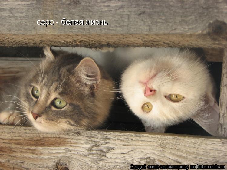Котоматрица: серо - белая жизнь
