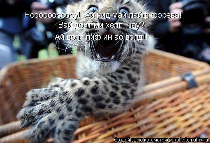 Котоматрица: Нооооооооооу!! Ай нид май лайф форева!!  Нооооооооооу!! Ай нид май лайф форева!!  Нооооооооооу!! Ай нид май лайф форева!!  Вай донт ми хелп  нау? А