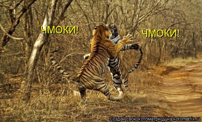 Котоматрица: ЧМОКИ!                                                                    ЧМОКИ!