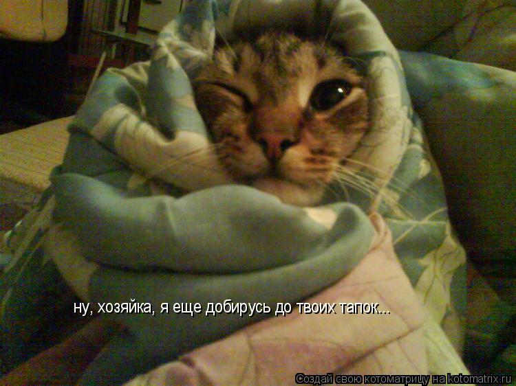 Котоматрица: ну, хозяйка, я еще добирусь до твоих тапок...