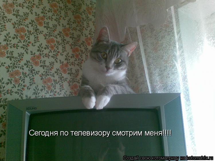 Котоматрица: Сегодня по телевизору смотрим меня!!!!