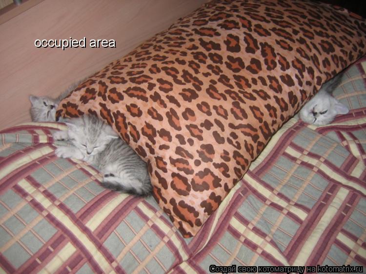 occupied area... Котоматрица: occupied area