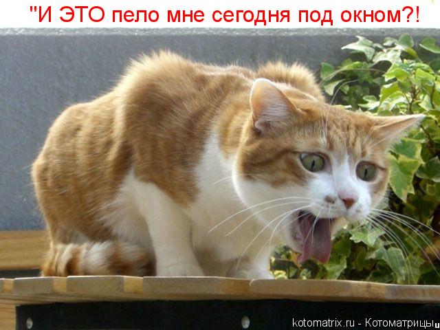 "И ЭТО пело мне сегодня под окном?!... Котоматрица: "И ЭТО пело мне сегодня под окном?!