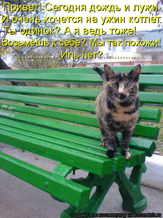 Котоматрица: Привет! Сегодня дождь и лужи.  И очень хочется на ужин котлет. Ты одинок? А я ведь тоже!  Возьмёшь к себе? Мы так похожи! ............... Иль нет?....