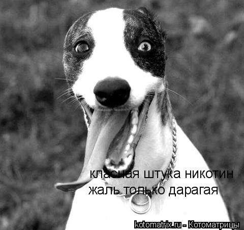класная штука никотин жаль только дарагая... Котоматрица: класная штука никотин жаль только дарагая
