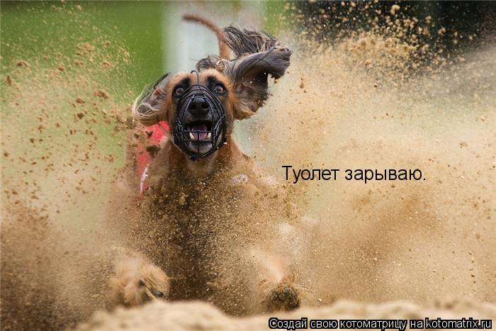 Туолет зарываю.... Котоматрица: Туолет зарываю.