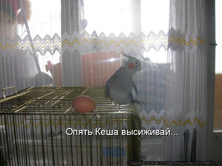 Котоматрица: Опять Кеша высиживай...