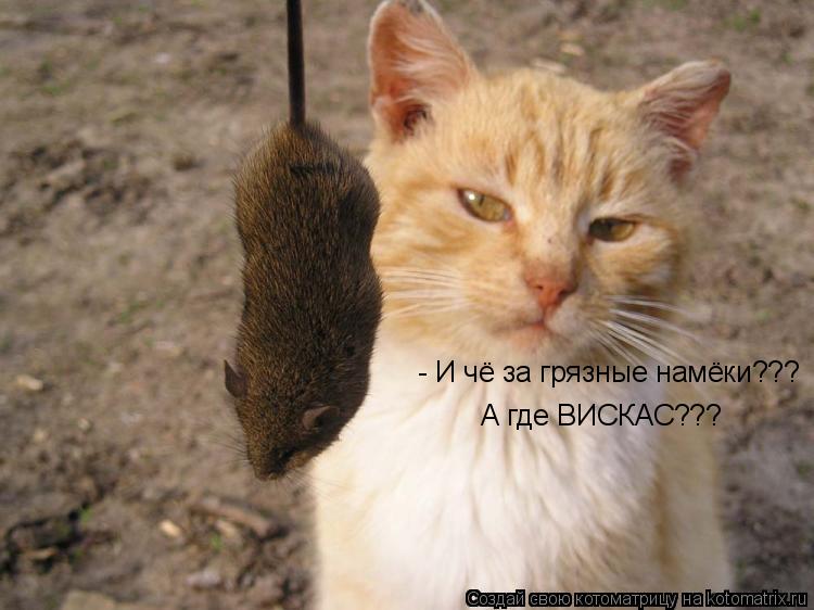 Котоматрица: - И чё за грязные намёки??? А где ВИСКАС???