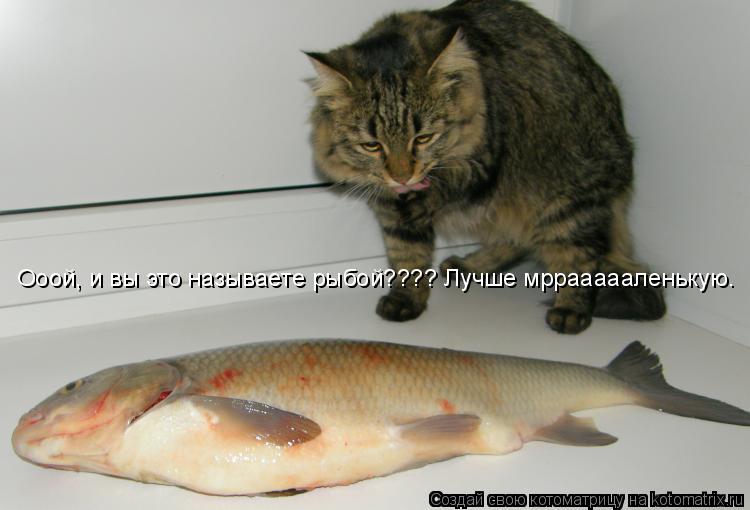 Котоматрица: Ооой, и вы это называете рыбой???? Лучше мрраааааленькую.