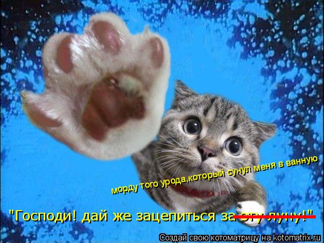 Котоматрица: "Господи! дай же зацепиться за эту луну!" ___ морду того урода,который сунул меня в ванную