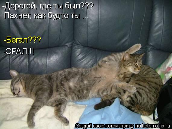 Котоматрица: -Бегал??? -Дорогой, где ты был??? Пахнет, как будто ты ... -СРАЛ!!!