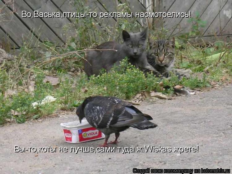 Во,Васька,птицы-то рекламы насмотрелись! Вы-то,коты не лучше,сами туда ж:Wiskas жрете!... Котоматрица: Во,Васька,птицы-то рекламы насмотрелись! Вы-то,коты не лучше,сами туда ж:Wiskas жрете!