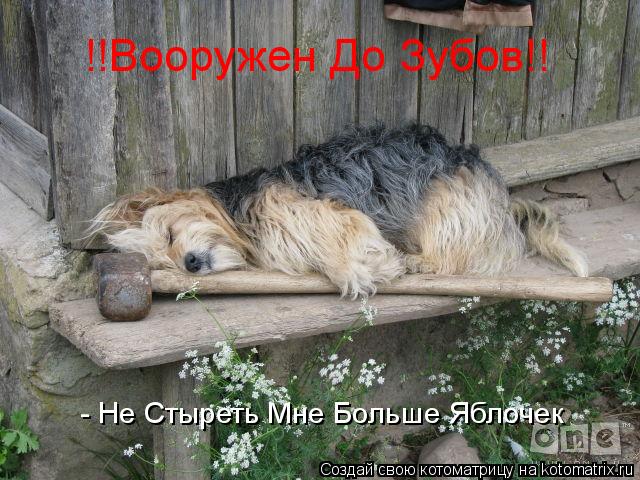 - Не Стыреть Мне Больше Яблочек !!Вооружен До Зубов!!... Котоматрица: - Не Стыреть Мне Больше Яблочек !!Вооружен До Зубов!!