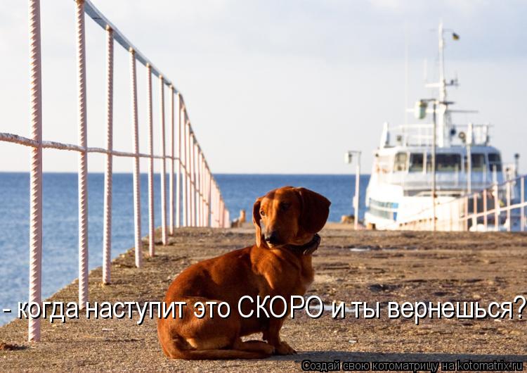 - когда наступит это СКОРО и ты вернешься?... Котоматрица: - когда наступит это СКОРО и ты вернешься?