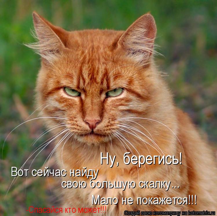 Ну, берегись! Вот сейчас найду свою большую скалку... Мало не покажется!!! -Спасайся кто может!!!... Котоматрица: Ну, берегись! Вот сейчас найду свою большую скалку... Мало не покажется!!! -Спасайся кто может!!!