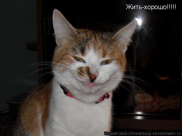 Жить-хорошо!!!!!... Котоматрица: Жить-хорошо!!!!!
