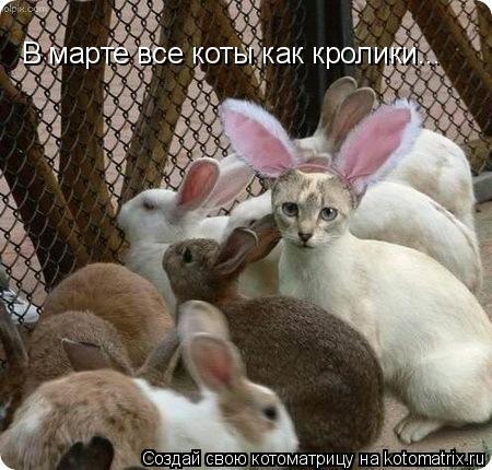 Котоматрица: В марте все коты как кролики...