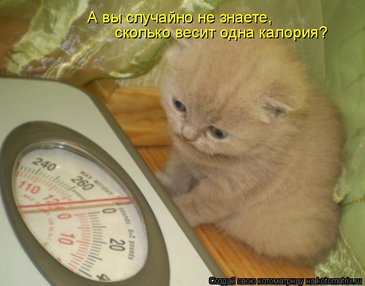 А вы случайно не знаете, сколько весит одна калория?... Котоматрица: А вы случайно не знаете, сколько весит одна калория?